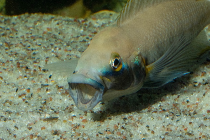 Neolamprologus nigriventris 'Kiku'